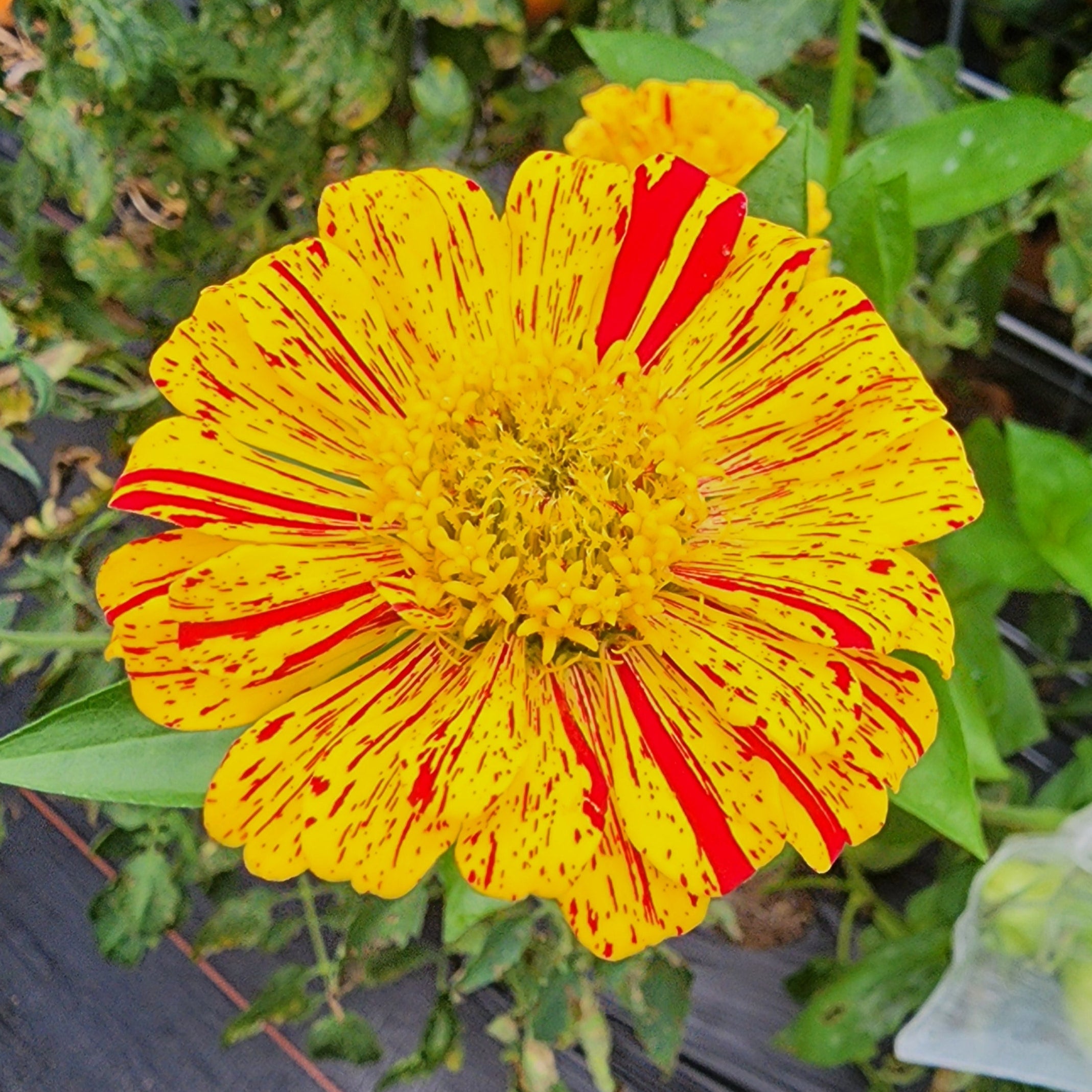 Peppermint Candy Zinnia Seeds - Peppermint Striped Blooms
