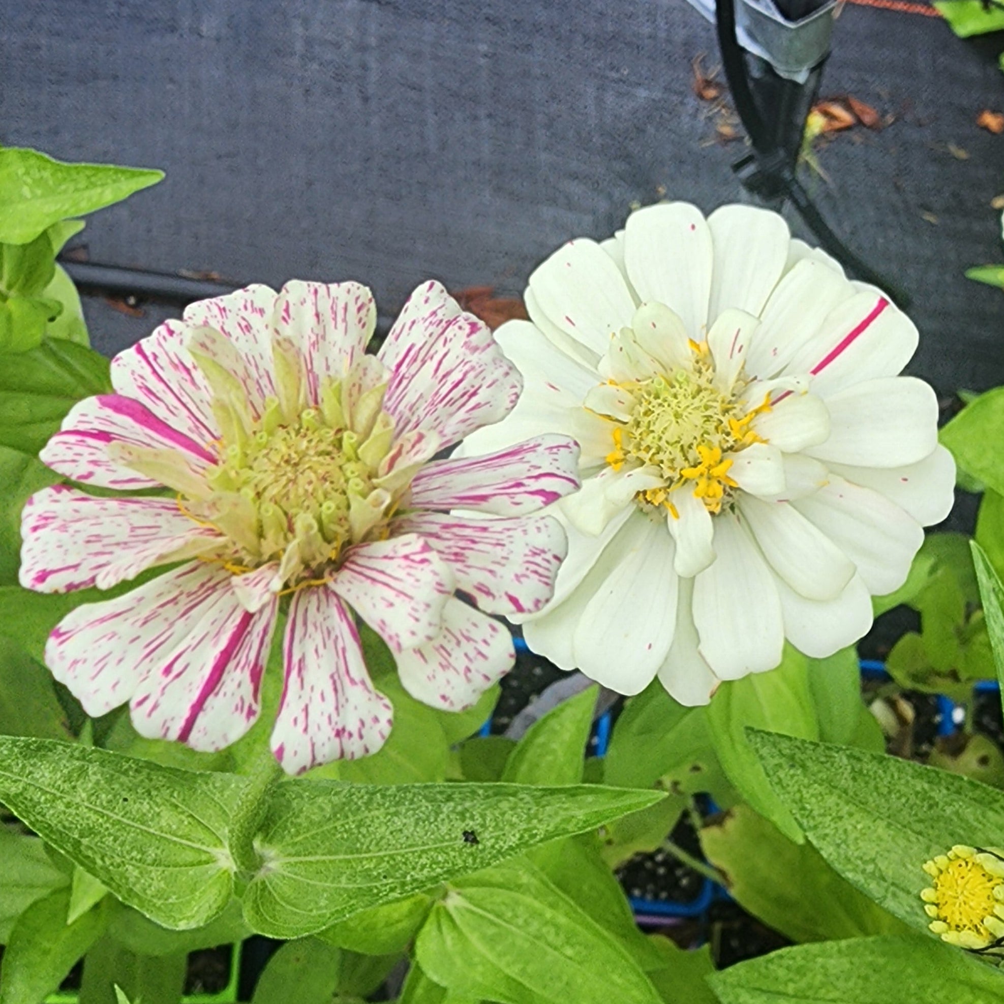 Peppermint Candy Zinnia Seeds - Peppermint Striped Blooms